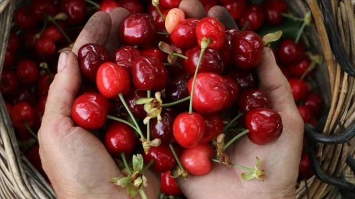 Tekirdağ kirazında hasat başladı