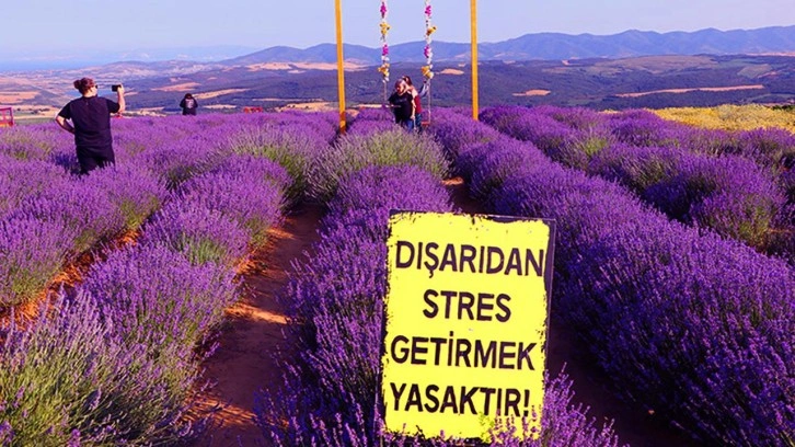 Tekirdağ lavanta tarlası nerede? Tekirdağ Lavanta bahçesine ne zaman gidilir?