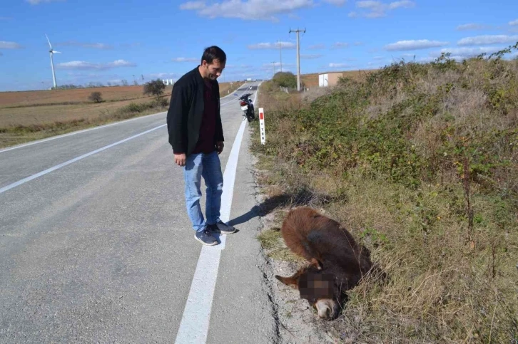 Tekirdağ yürek burkan görüntü: Arabanın çarptığı eşek ölüme terk edildi
