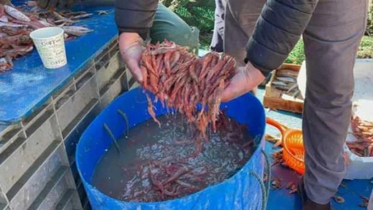 Tekirdağ'da av yasağı sonrası karides bereketi