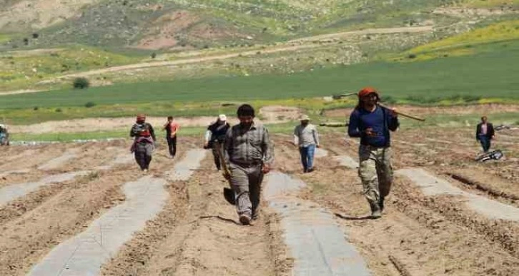 Terörün yerini huzura bıraktığı Şırnak arazileri tarımla canlanıyor