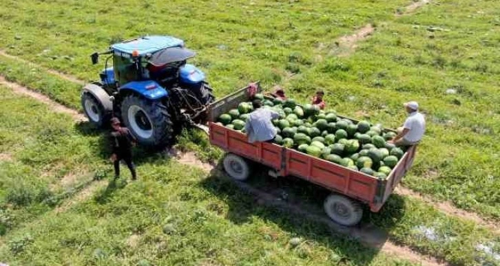 Tescilli Adana karpuzunda hasat başladı