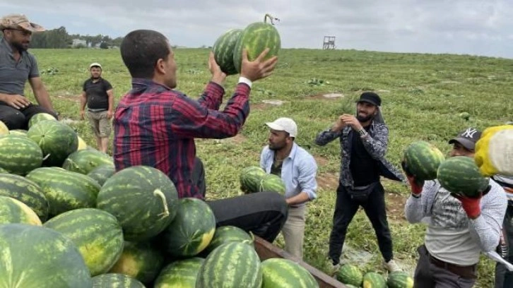 Tescilli Adana karpuzunda hasat gecikmeli başladı