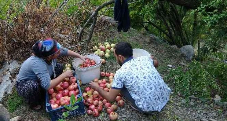 Tescilli Kuytucak narında hasat başladı