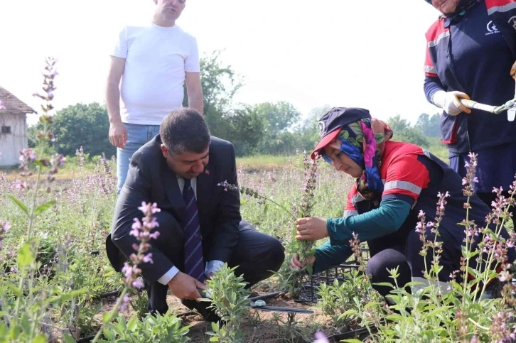 Tıbbi aromatik projesinde ilk hasat yapıldı
