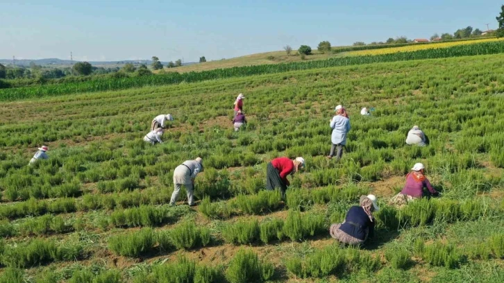 Tıbbi ve aromatik bitkilerin hasadı başladı
