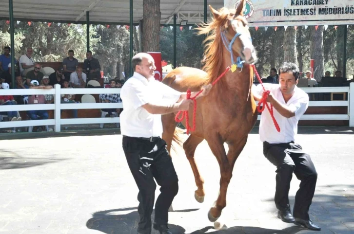 TİGEM tay satışından 5 milyon 265 bin TL gelir elde etti
