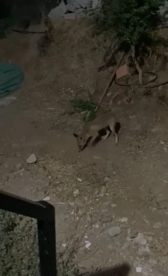 Tilki ve bahçe sahibi arasındaki sohbet gülümsetti :”Kümesten uzak dur, arkadaşlığımız bozulmasın!”
