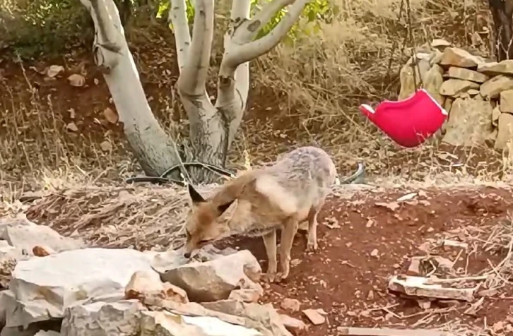 Tilkiye çocukları gibi baktılar
