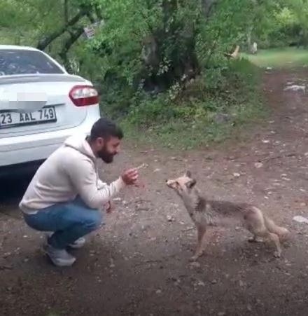 Tilkiye kraker yediren vatandaşın gülümseten anları
