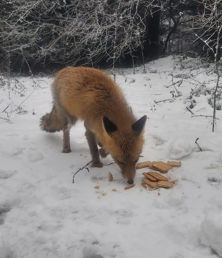 Tilkiyi bisküvi ile beslediler
