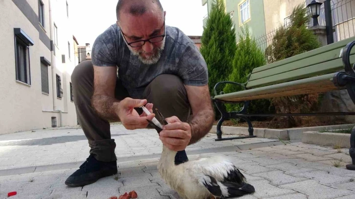 Tokat’ta bulduğu yaralı yavru leyleği İstanbul’daki evinde besliyor
