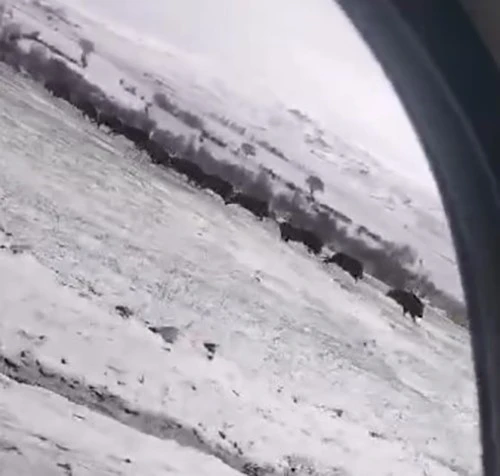 Tokat’ta domuz sürüsü görüntülendi
