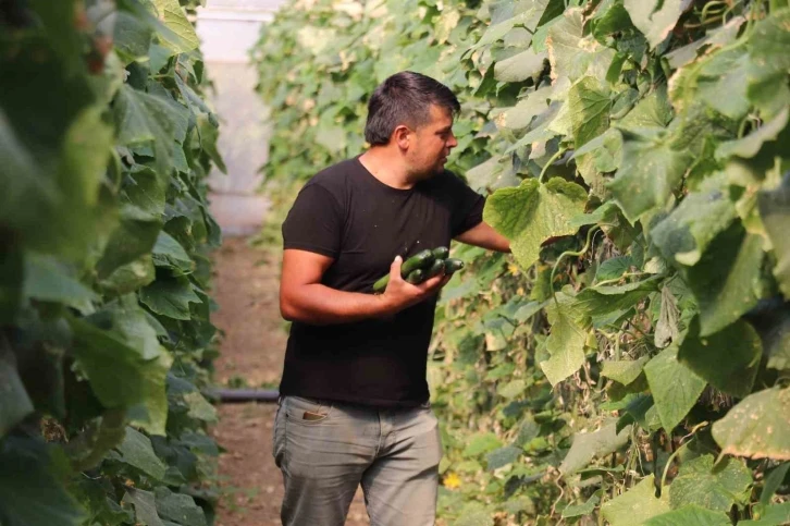 Tokat’ta sera üreticileri salatalıktan bu yıl verim alamadı
