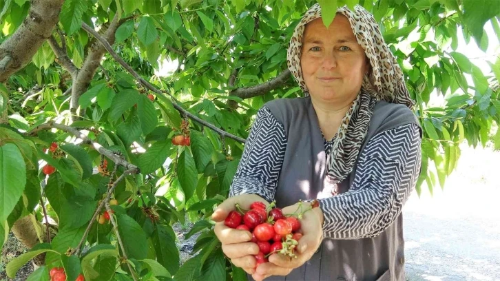 Tokat’ta turfanda kiraz hasadı başladı
