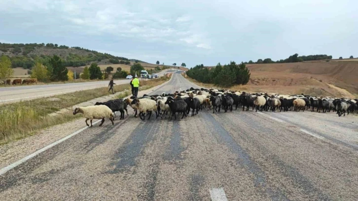 Tokat’ta yayladan dönen hayvanlara ekipler güvenli geçiş sağladı
