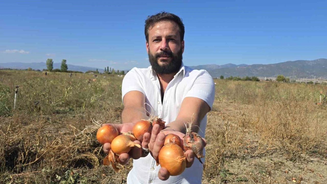 Tokatlı çiftçi 500 ton soğanı ücretsiz dağıttı
