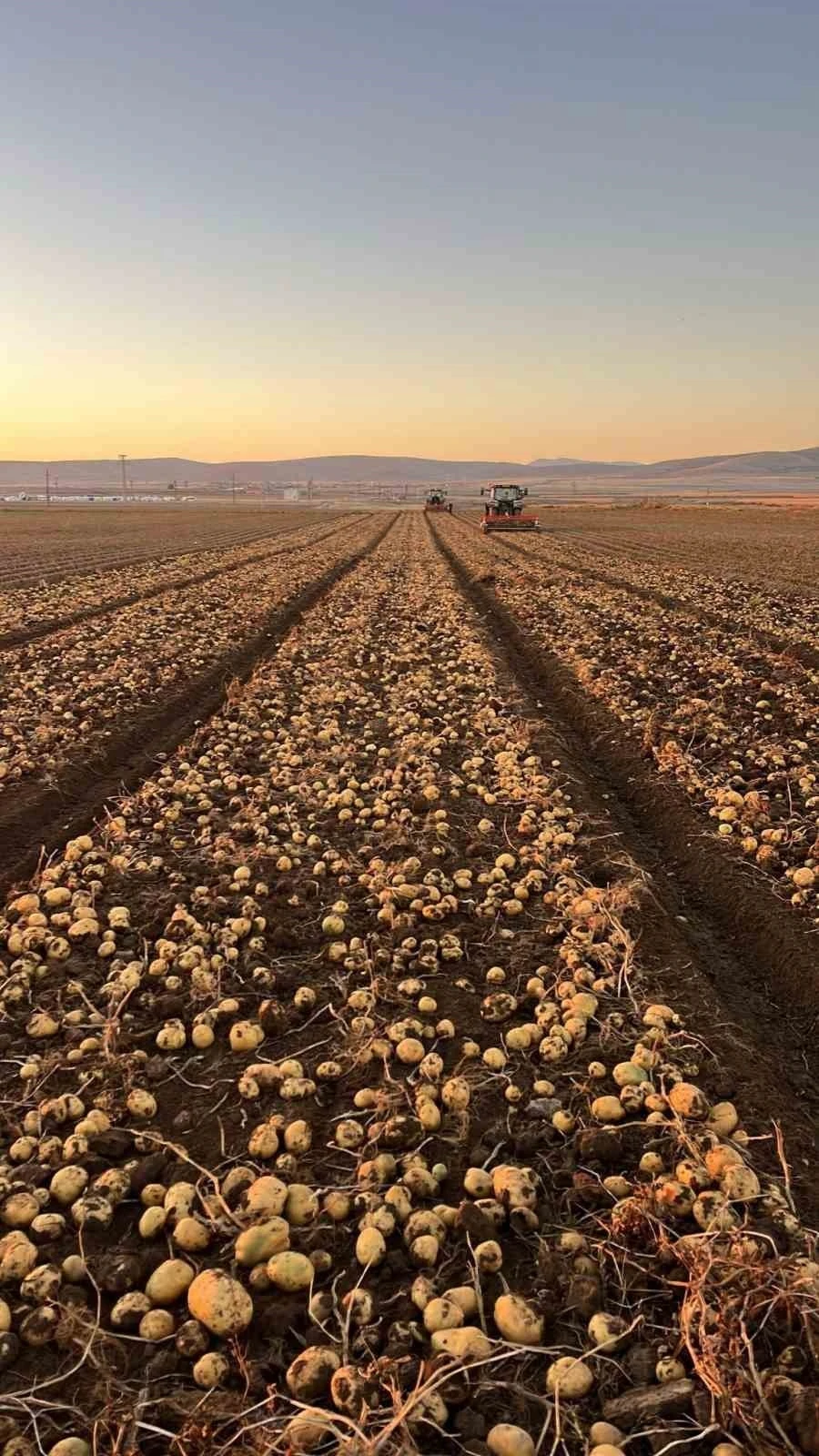 Tomarza’da patates hasadı tüm hızıyla devam ediyor
