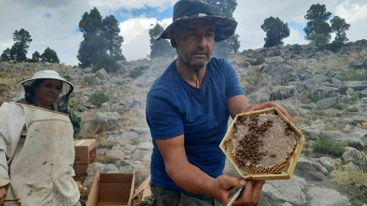 Toros Dağlarının zirvelerinde ayı korkusundan ballar erken hasat edildi
