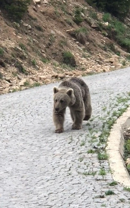 Trabzonlu vatandaş yolda yavru ayı gördü, o anlar izleyenleri gülümsetti
