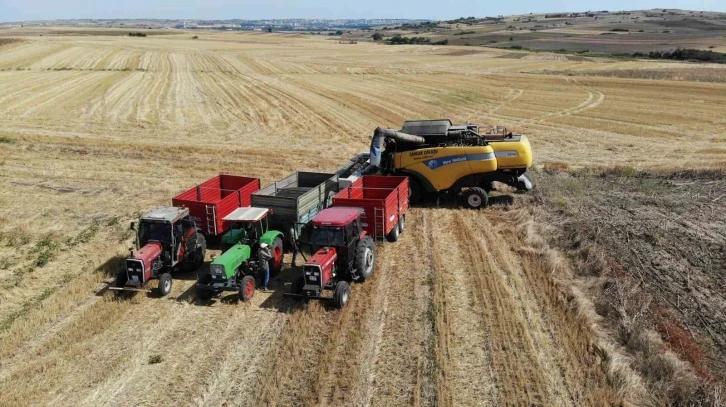 Trakya’da kuraklık ayçiçeklerini vurdu
