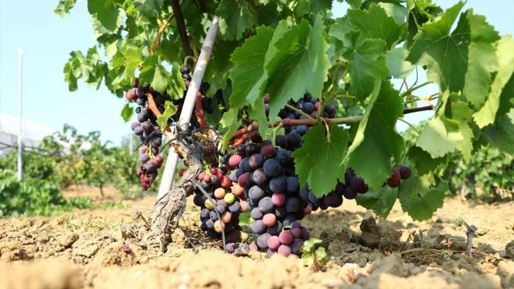 Trakya İlkeren üzümünün hasadı başladı
