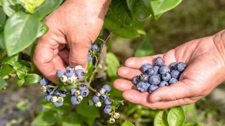 Tropikal meyve ihracatı 7 milyon dolara ulaştı