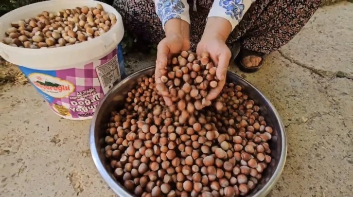 Tufanbeyli’de fındık yetiştirilmeye başlandı
