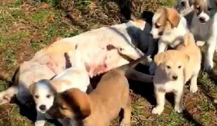 Tüfekle vurulan köpeğin 7 yavrusu başında bekledi