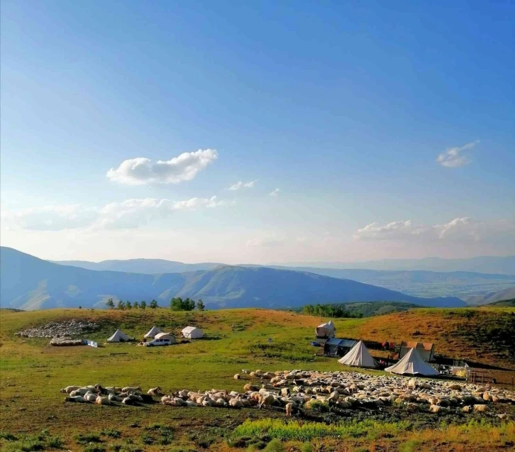 Tunceli’de 3 bin 500 rakımda koyun kırkma mesaisi
