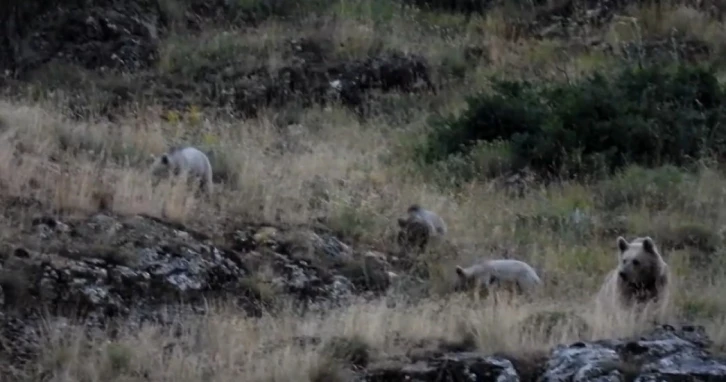 Tunceli’de anne bozayı, 3 yavrusu ile birlikte görüntülendi
