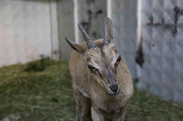 Tunceli’de bitkin halde bulunan yaban keçisi koruma altına alındı
