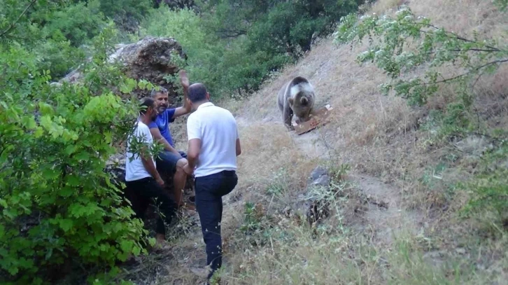 Tunceli’de bozayı, karnını doyurmak için kamp alanına geliyor
