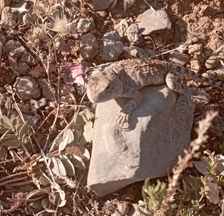 Tunceli’de ’bozkır keleri’ fotoğraflandı
