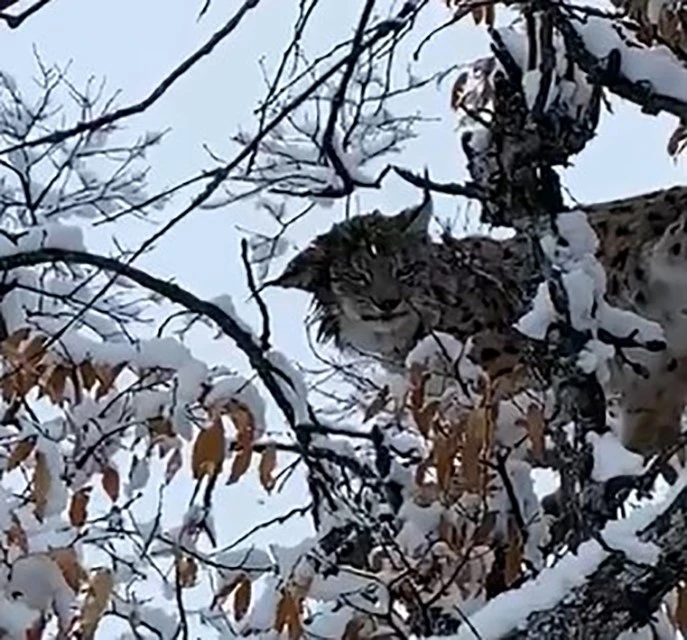 Tunceli’de karların arasında kamufle olan vaşak görüntülendi
