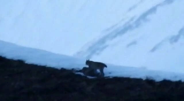 Tunceli’de nesli tükenmekte olan vaşak görüntülendi
