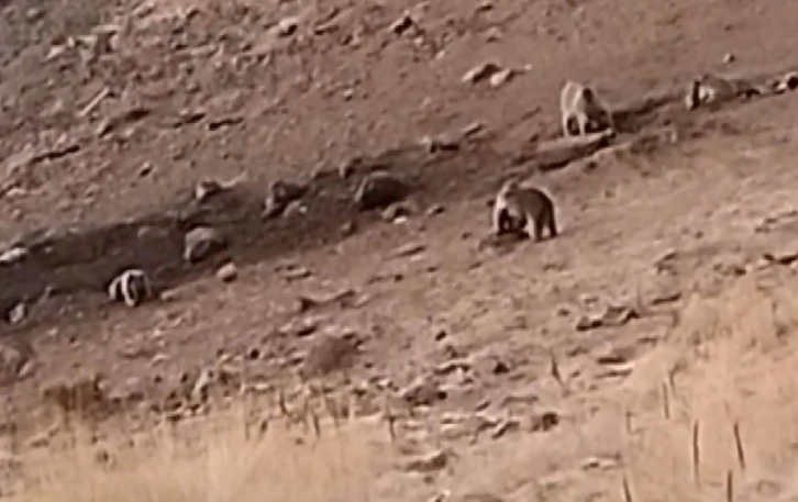 Tunceli’de sakatat için ziyaretgaha gelen 4 boz ayı görüntülendi
