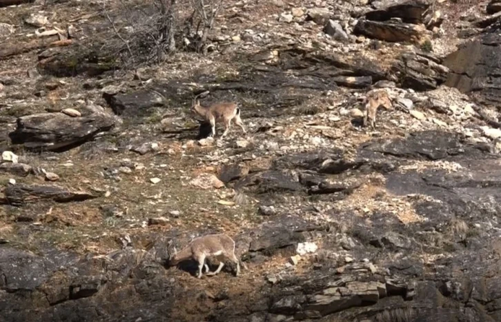 Tunceli’de yaban keçileri görüntülendi
