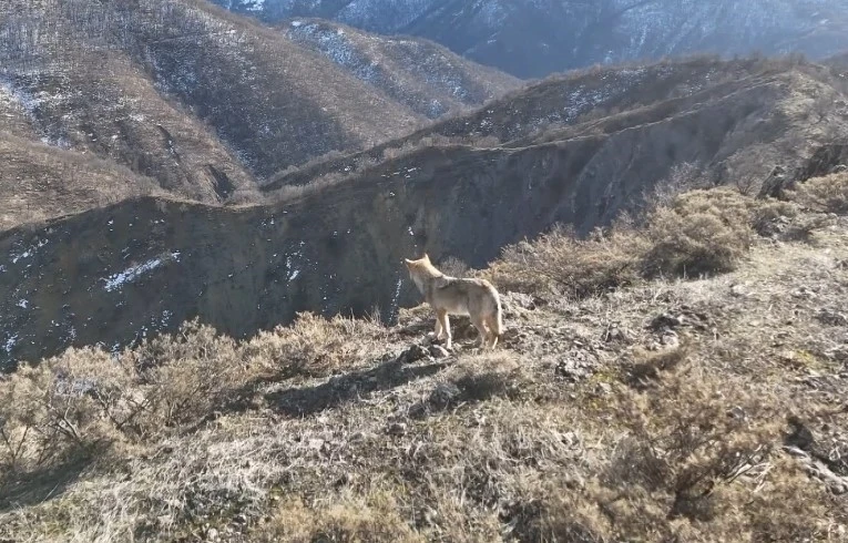 Tunceli Munzur Vadisi’nde yiyecek arayan kurt dron ile görüntülendi
