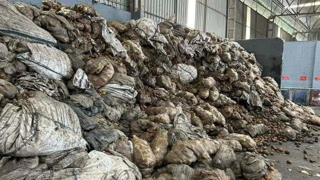 Tunus'tan iade edilen 2 bin 500 ton patates imha ediliyor