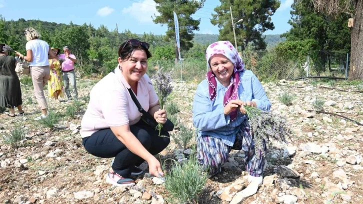 Turizm ilçesi Kemer’de lavanta hasadı
