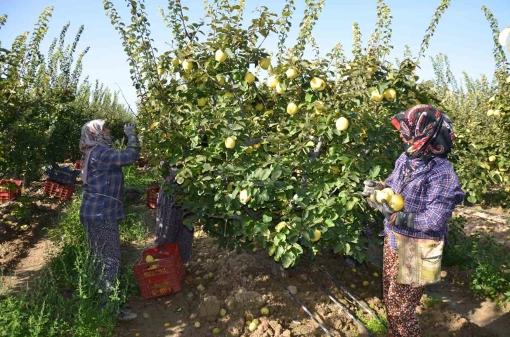 Türkiye ayva üretiminin yüzde 4’ü Denizli’de gerçekleşiyor
