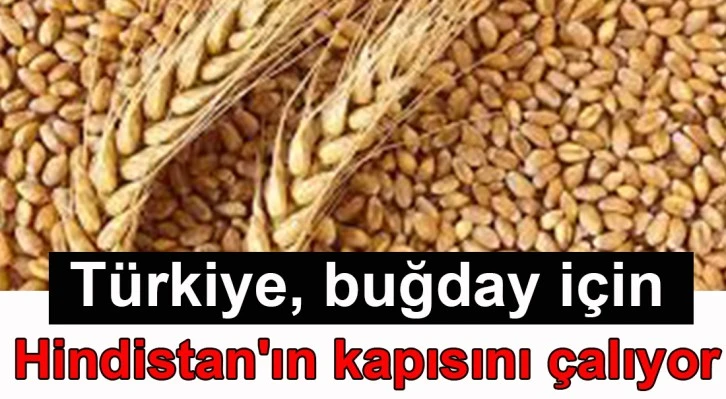 Türkiye, buğday için Hindistan'ın kapısını çalıyor