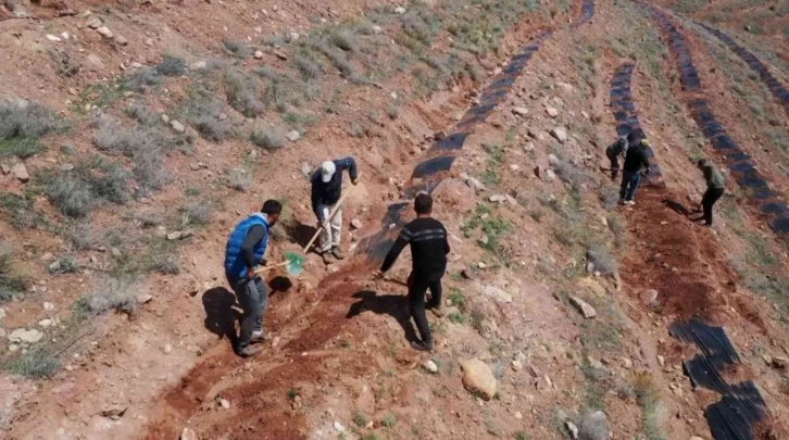 Türkiye’de ilk kez uygulanan malçlama yöntemiyle Aksaray’da 200 bin fidan dikildi
