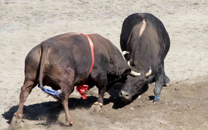 Türkiye’nin en güçlü boğaları Denizli’de arenaya çıkıyor
