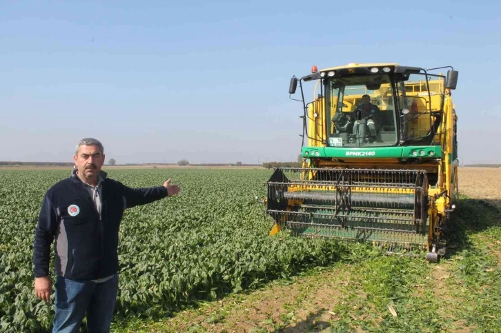 Türkiye’nin ıspanak ihtiyacının dörtte birini Bursa karşılıyor
