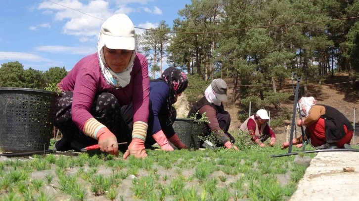 Türkiye’nin ormanları bozkırda yeşeriyor
