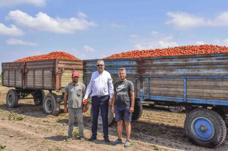 Türkiye’nin salçalık domatesinin yüzde 40’ını karşılayan Karacabey’de hasat başladı
