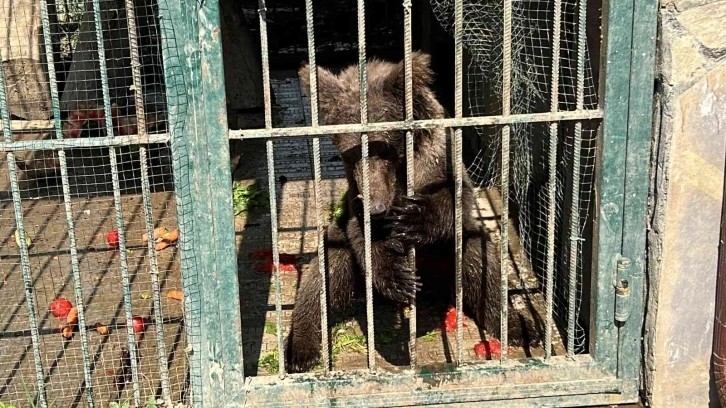 Türkiye’nin tanıdığı "Balkız" kendine geldi
