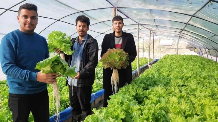 Üç genç kurdukları serada topraksız tarım yapıyor
